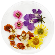 Pressed dried flowers No. 1