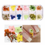 Suszone kwiaty do zdobień paznokci C-5, kasetka, 12 kolorów